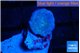 Discosoma avatar deep blue 1 polyp WYSIWYG acclimaté