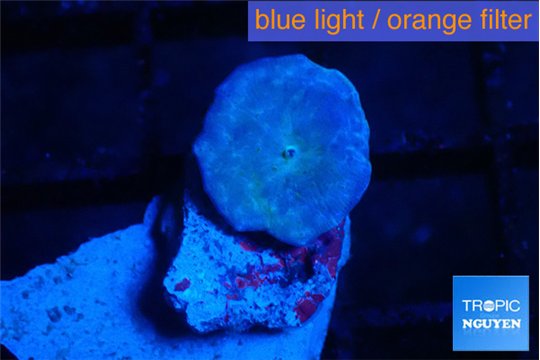 Discosoma avatar deep blue 1 polyp WYSIWYG acclimaté