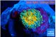 Ricordea yuma solar eruption small polyp 1 polyp WYSIWYG acclimaté