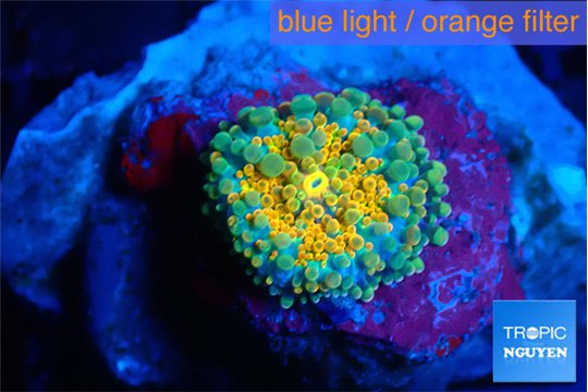 Ricordea yuma solar eruption small polyp 1 polyp WYSIWYG acclimaté