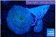 Discosoma avatar deep blue 2 polyps WYSIWYG acclimaté