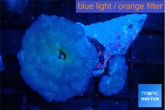 Discosoma avatar deep blue 2 polyps WYSIWYG acclimaté