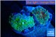 Ricordea yuma mix color 2 polyps WYSIWYG acclimaté