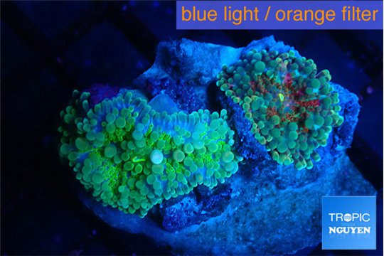 Ricordea yuma mix color 2 polyps WYSIWYG acclimaté