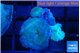 Discosoma avatar deep blue 4 polyps WYSIWYG acclimaté