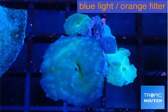 Discosoma avatar deep blue 4 polyps WYSIWYG acclimaté