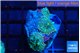 Ricordea yuma tricolor 3 polyps WYSIWYG acclimaté