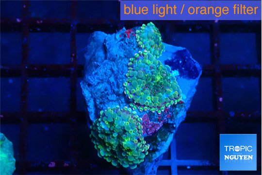 Ricordea yuma tricolor 3 polyps WYSIWYG acclimaté