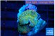 Discosoma golden spot 2 polyps WYSIWYG acclimaté