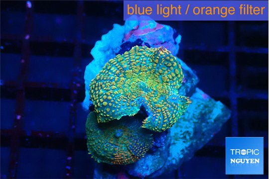 Discosoma golden spot 2 polyps WYSIWYG acclimaté