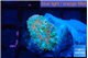 Ricordea yuma rainbow 1 polyp WYSIWYG acclimaté