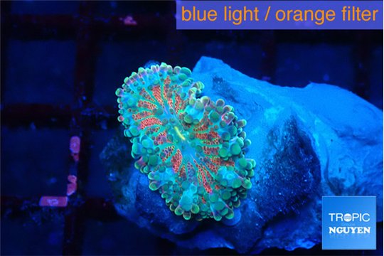 Ricordea yuma rainbow 1 polyp WYSIWYG acclimaté