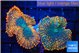 Rhodactis red blue superman 2 polyps WYSIWYG acclimaté