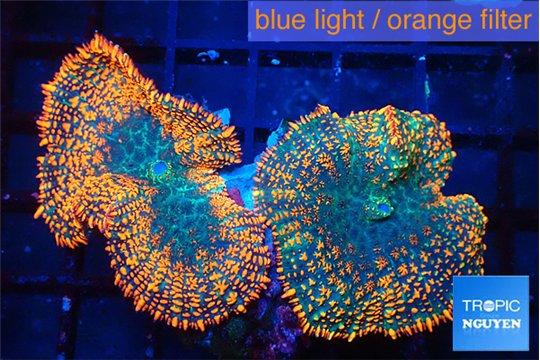 Rhodactis red blue superman 2 polyps WYSIWYG acclimaté