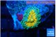 Ricordea yuma solar eruption small polyp 1 polyp WYSIWYG acclimaté