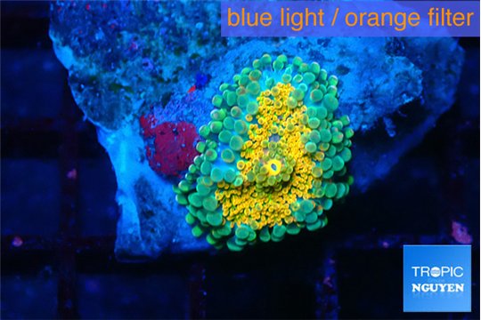 Ricordea yuma solar eruption small polyp 1 polyp WYSIWYG acclimaté