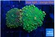 Ricordea yuma mix color 2 polyps WYSIWYG acclimaté