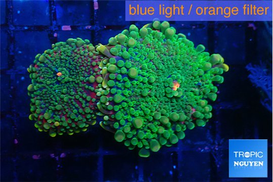 Ricordea yuma mix color 2 polyps WYSIWYG acclimaté