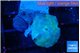 Discosoma avatar deep blue 2 polyps WYSIWYG acclimaté