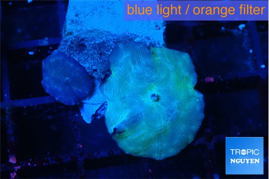 Discosoma avatar deep blue 2 polyps WYSIWYG acclimaté