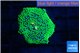 Ricordea floridae green 1 polyp WYSIWYG acclimaté