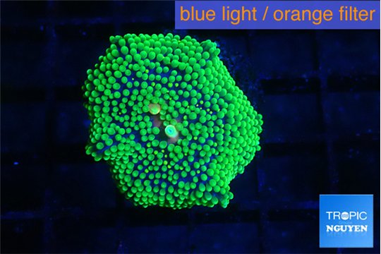 Ricordea floridae green 1 polyp WYSIWYG acclimaté