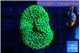 Ricordea floridae green 1 polyp WYSIWYG acclimaté