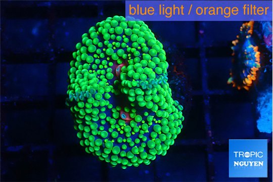 Ricordea floridae green 1 polyp WYSIWYG acclimaté