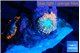 Rhodactis red blue superman small polyps 2 polyps WYSIWYG acclimaté