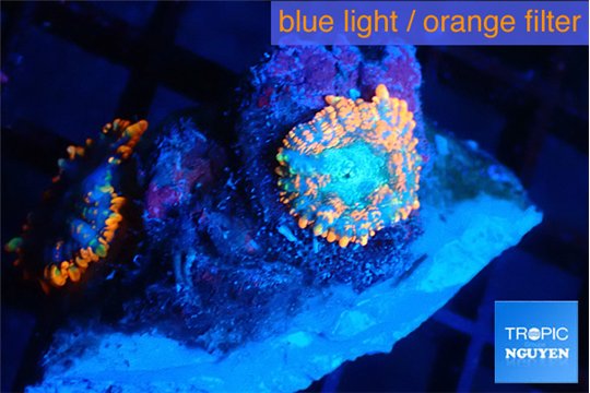 Rhodactis red blue superman small polyps 2 polyps WYSIWYG acclimaté