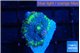 Ricordea yuma UFO 1 polyp WYSIWYG acclimaté