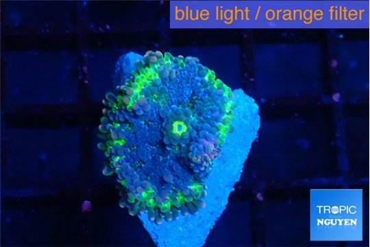 Ricordea yuma UFO 1 polyp WYSIWYG acclimaté