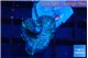 Rhodactis purple Tonga 1 polyp WYSIWYG acclimaté