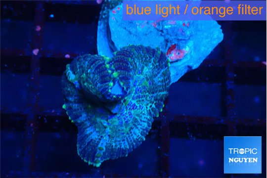 Rhodactis purple Tonga 1 polyp WYSIWYG acclimaté