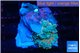 Ricordea yuma rainbow 1 polyp WYSIWYG acclimaté