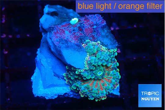 Ricordea yuma rainbow 1 polyp WYSIWYG acclimaté