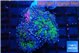 Ricordea yuma green purple 2 polyps WYSIWYG acclimaté