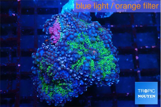 Ricordea yuma green purple 2 polyps WYSIWYG acclimaté