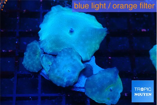Discosoma avatar deep blue 4-5 polyps WYSIWYG acclimaté