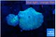 Discosoma avatar deep blue 2 polyps WYSIWYG acclimaté