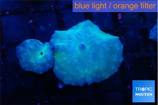 Discosoma avatar deep blue 2 polyps WYSIWYG acclimaté
