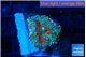 Ricordea yuma tricolor 1 polyp WYSIWYG acclimaté