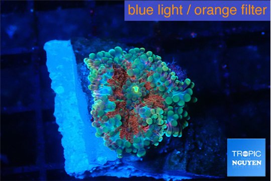 Ricordea yuma tricolor 1 polyp WYSIWYG acclimaté