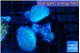Discosoma avatar deep blue 3-4 polyps WYSIWYG acclimaté
