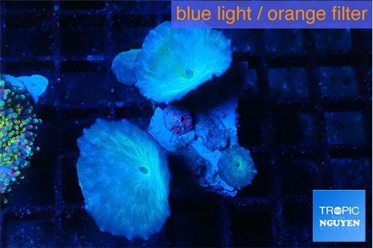 Discosoma avatar deep blue 3-4 polyps WYSIWYG acclimaté