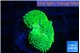 Ricordea floridae green 1 polyp WYSIWYG acclimaté
