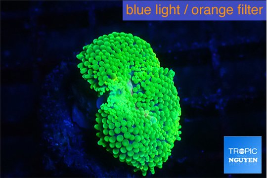 Ricordea floridae green 1 polyp WYSIWYG acclimaté