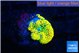 Ricordea floridae orange 1 polyp WYSIWYG acclimaté