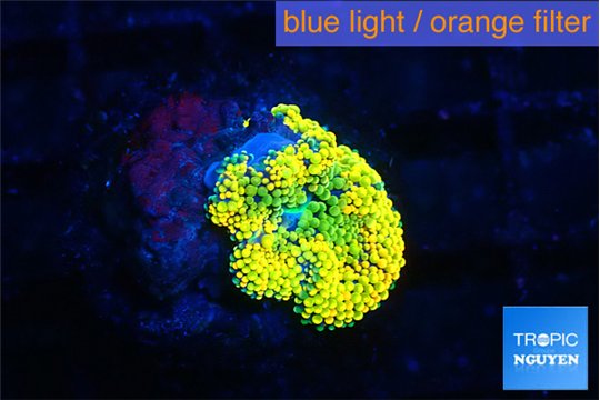 Ricordea floridae orange 1 polyp WYSIWYG acclimaté