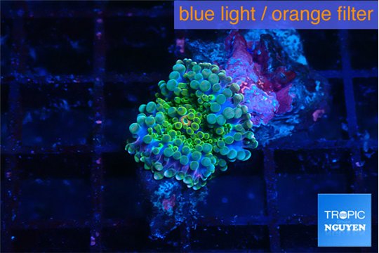 Ricordea yuma green small polyp 1 polyp WYSIWYG acclimaté